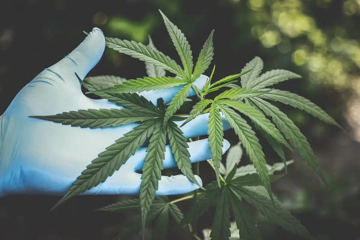 Fumer de l’huile de CBD : une méthode efficace pour soulager les douleurs