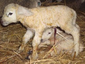 Pourquoi clamper le cordon ombilical ?
